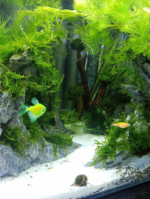 水草泥