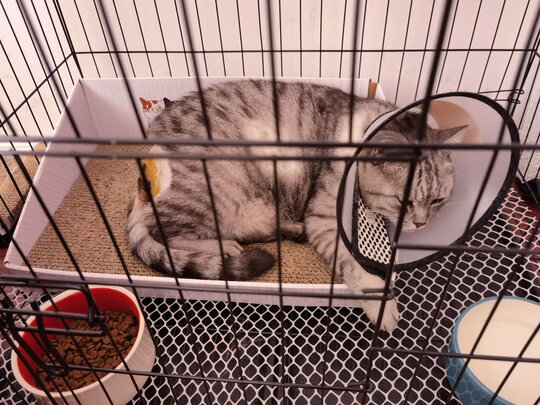  猫笼