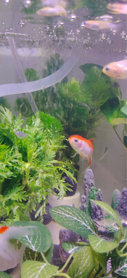 鱼缸水草灯