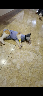 猫咪手术服