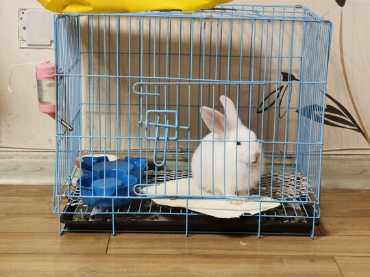 兔笼子
