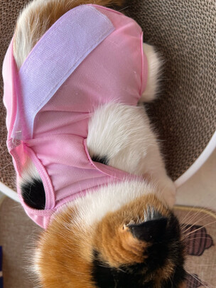 猫咪手术服