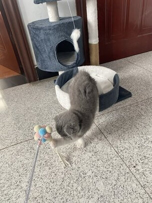 猫爬架