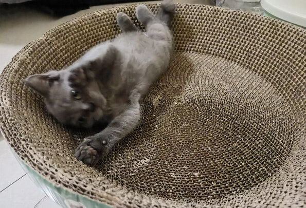 猫粮