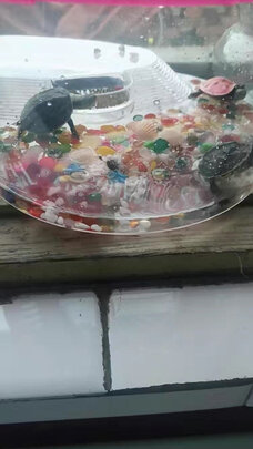 乌龟缸