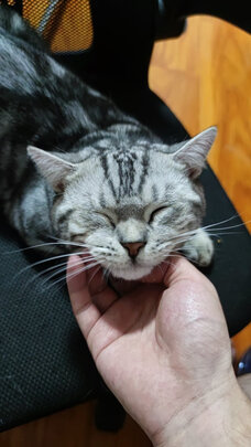 猫零食