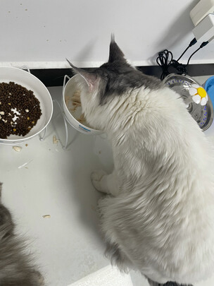 猫冻干