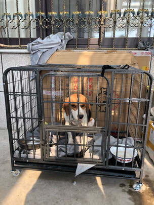  狗笼