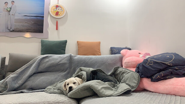 狗狗嘴套