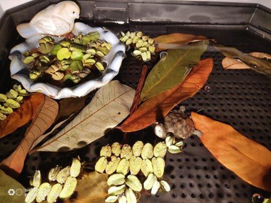 乌龟缸