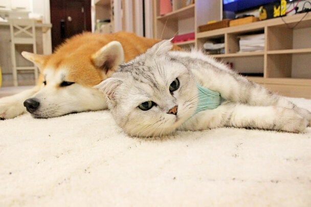 自动猫砂盆