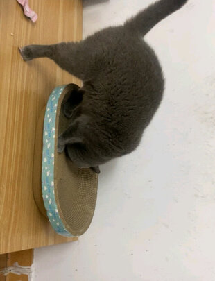 猫抓板