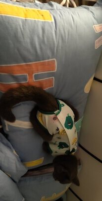 猫咪手术服
