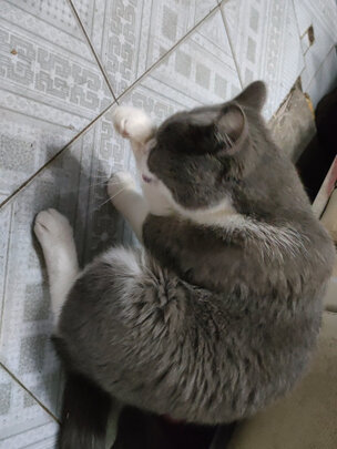 猫粮罐头