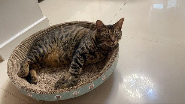 猫窝