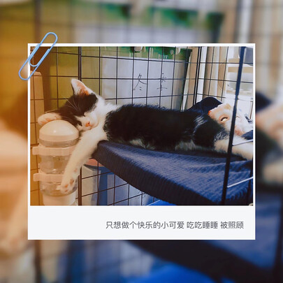 宠物湿巾