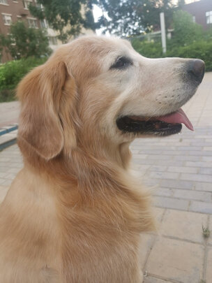 狗粮