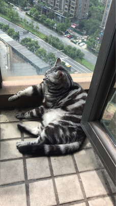 猫罐头