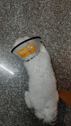 猫项圈