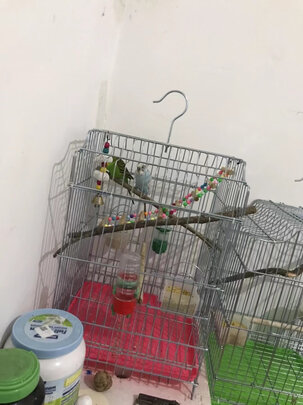 鸟笼