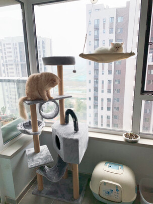 猫爬架