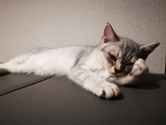 狗毛猫毛清理器