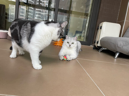 豆腐猫砂