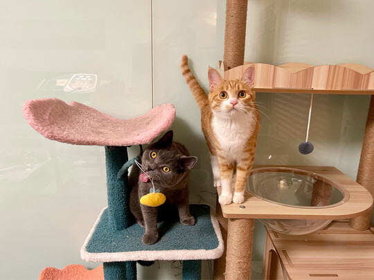 猫爬架