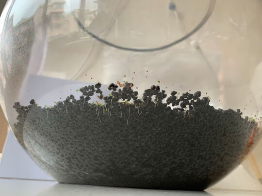 水草泥