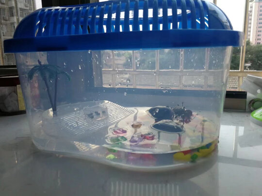 乌龟缸