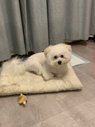 狗狗磨牙棒