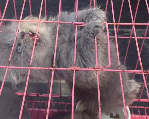 宠物湿巾