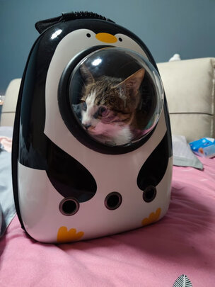 猫包
