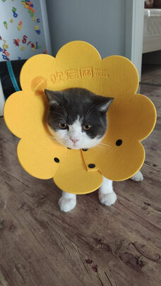 猫项圈
