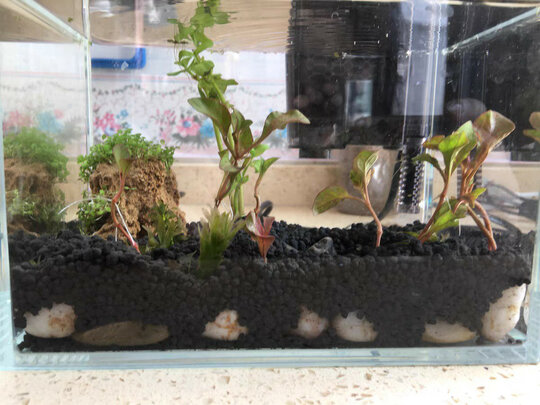 水草泥