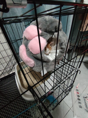  猫笼