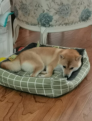 狗窝