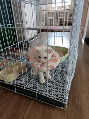  猫笼
