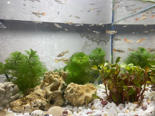 鱼缸水泵