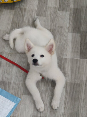 狗厕所