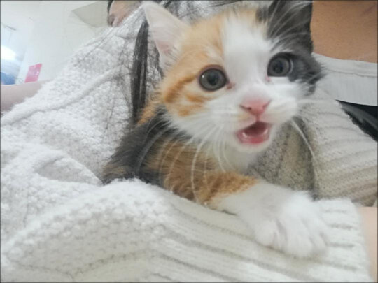 猫包