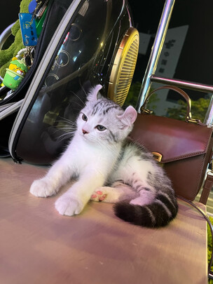 猫包