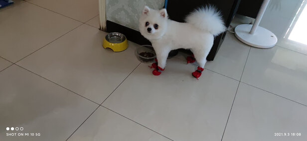 狗狗鞋