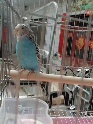鸟笼