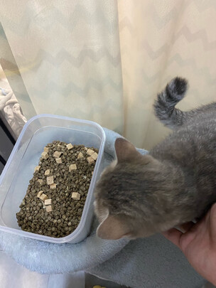 猫粮