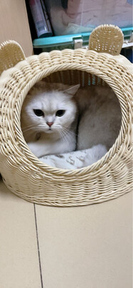 猫窝