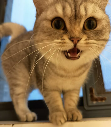 膨润土猫砂