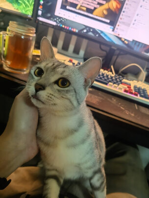 猫狗梳子