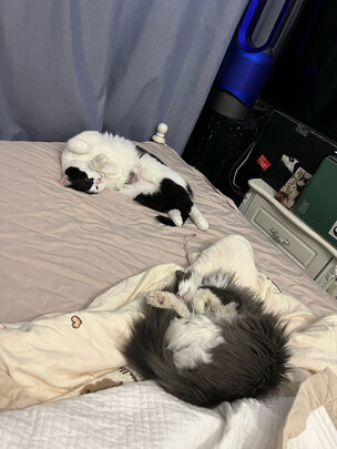 猫粮