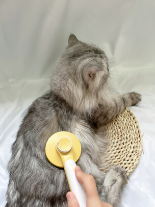 猫狗梳子